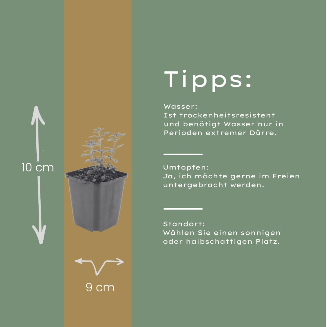 Teucrium Lucidrys con Foglie Lucide, per Siepi Basse, Verde, Set da 6