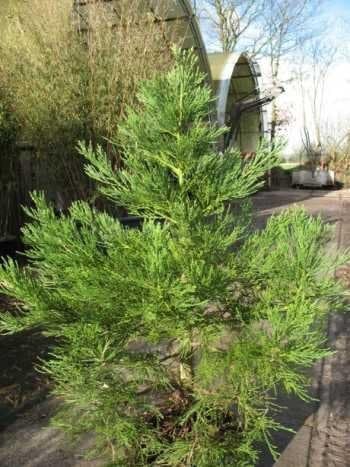 immergrüner Mammutbaum Sequoiadendron giganteum 50-60 cm hoch 7,5 L Topf