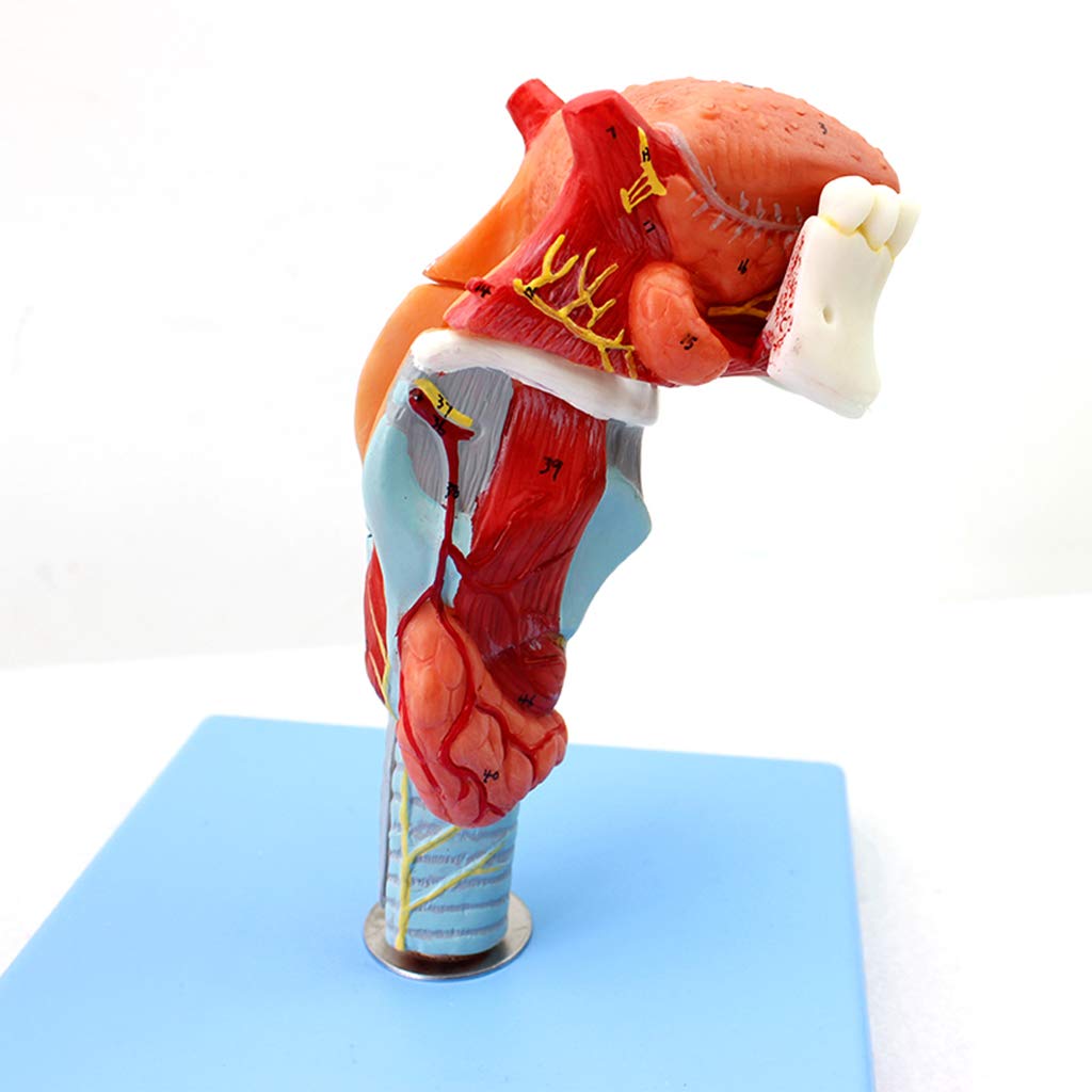 Sjdopulse Anatomical Throat Attached Tongue Model Human Anatomy Science Models - Anatomical Laryngeal Muscle And Laryngeal Cavit- For Medical Educational Training Aid