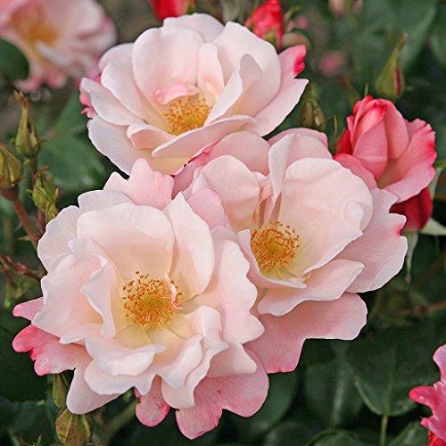 Kordes Rosen Roseromantic Flower Bed Rose, Cream/Salmon Pink overwhelmed, 12 x 12 x 40 cm