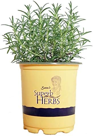 Sara's Superb Herbs - Rosmarinus officinalis 'Arp' (Rosemary) Her...