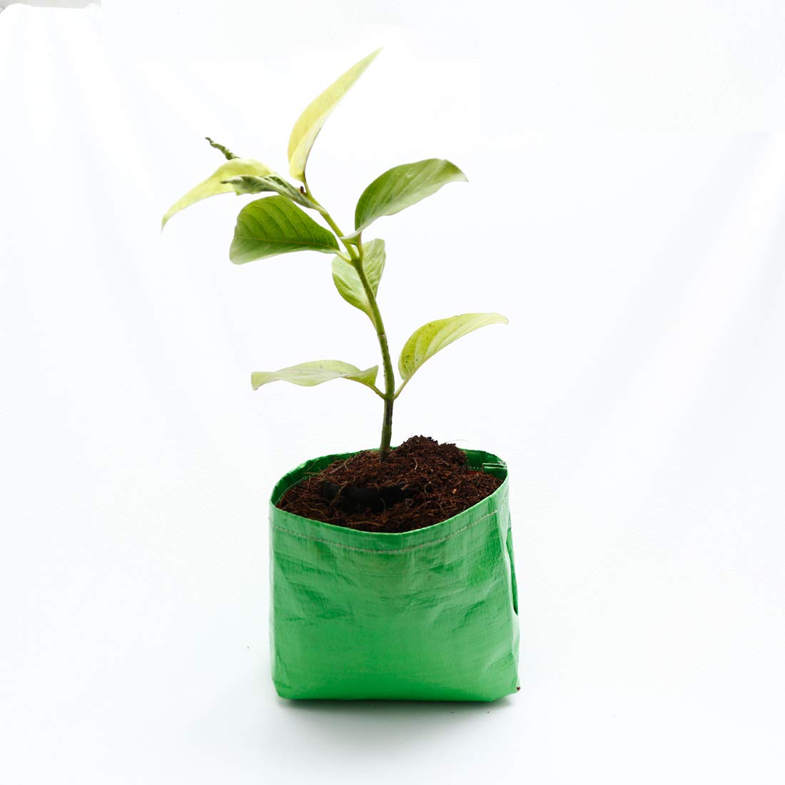 HDPE Plant Grow Bags - 6x6 Inch (Pack of 10) -1