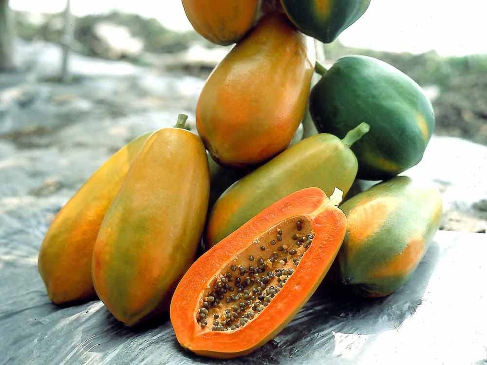 Taiwan red lady 786 papaya seeds original || original seeds for taiwan red lady 786 papya (50 seeds) (B0CL3C9Y5J) Amazon Price History, Amazon Price Tracker