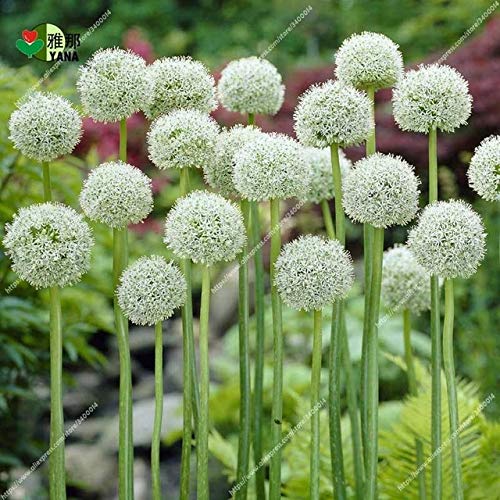 50 Pcsgiant Onion Flower Seeds , Giant Allium Giganteum Seeds