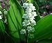 White Lily of the Valley 30 Pips - Great in the Shade!