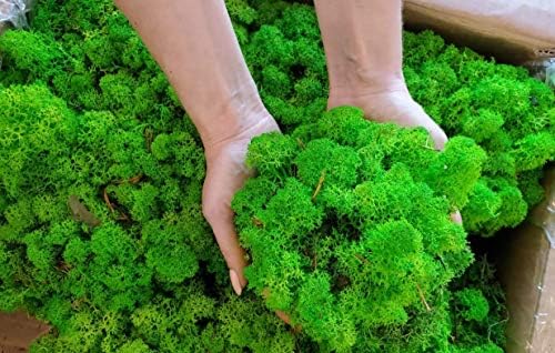 WDSLO Preserved Natural Moss 3.5 Oz/Decorative Moss for Potted Plants, Orchids, Fairy Gardens, Home Decor, Wedding Decor, Gift Baskets/Reindeer Moss Art Wall Decor (Apple (Grass) Green)