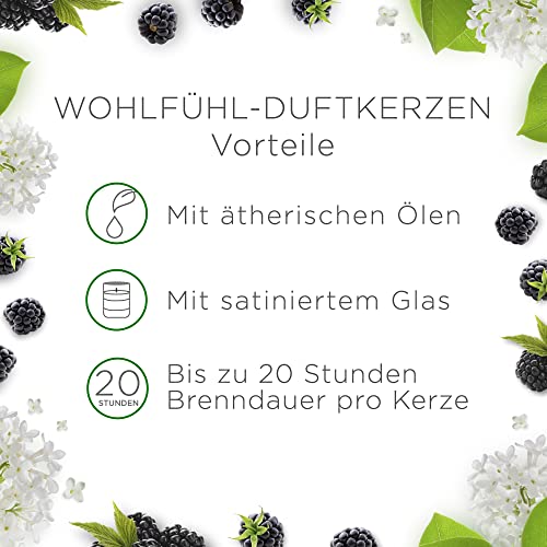 Air Wick Wohlfühl-Duftkerze im Glas mit Brombeer- und Holunderblütenduft