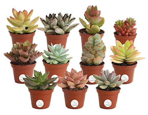 Costa Farms Unique Succulents Indoor Plants 11-Pack, Grower's Choice, 2-Inches Tall