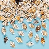deko muscheln kaufen wien Ideal für Modeschmuck und andere Bastelideen