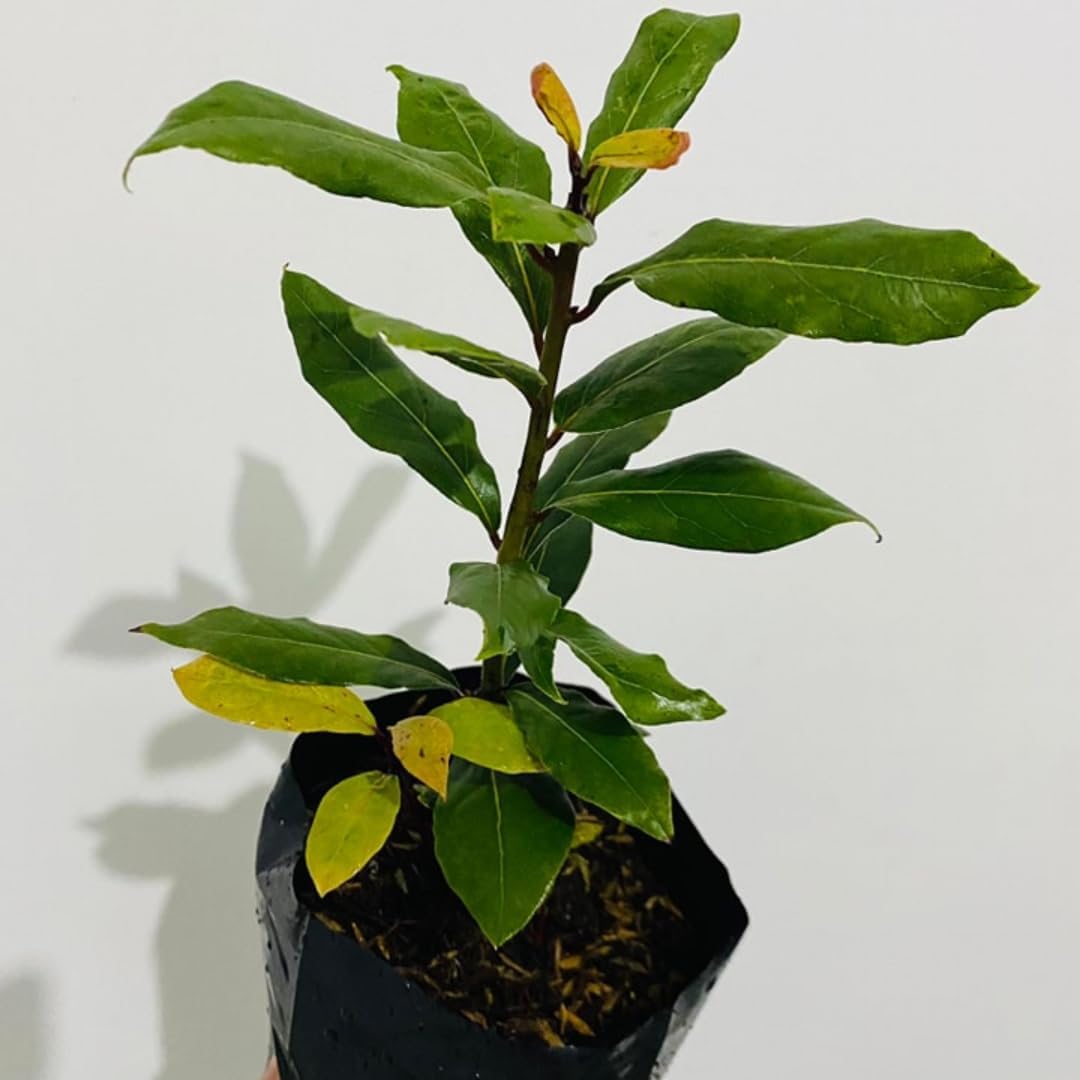 Bay Leaf Tree for Growing Laurus Nobilis Bay Leaf Trees Indoors and Outdoors from 5-9 Inc in Tall