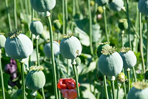 300 Mammoth Poppy Seeds for Planting Papaver somniferum Poppy Flowers - Large Blooming Annual Flowers with Decorative Seed Pods Easy to Grow