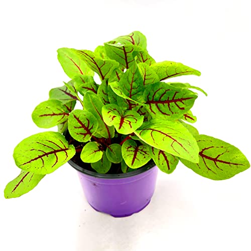 Florapartner Blut Sauerampfer Kräuterpflanze 1stk.