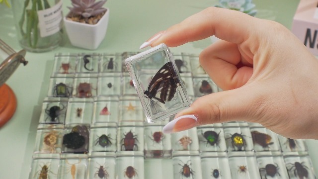 36 Real Insect Specimens In Resin - Educational Bug Collection Kit With Info Cards & 3 Magnifiers