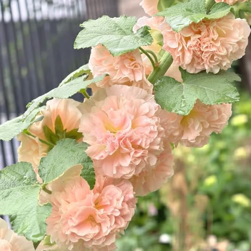 semi di malvarosa biologici, giardino resistenti esotiche balcone in serra 900pcs