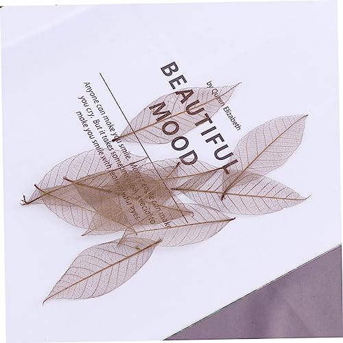 Zerodeko 40 Peças De Folhas De Seringueira Secas Decoração De Folhas Naturais Esqueleto Folhas De Bo