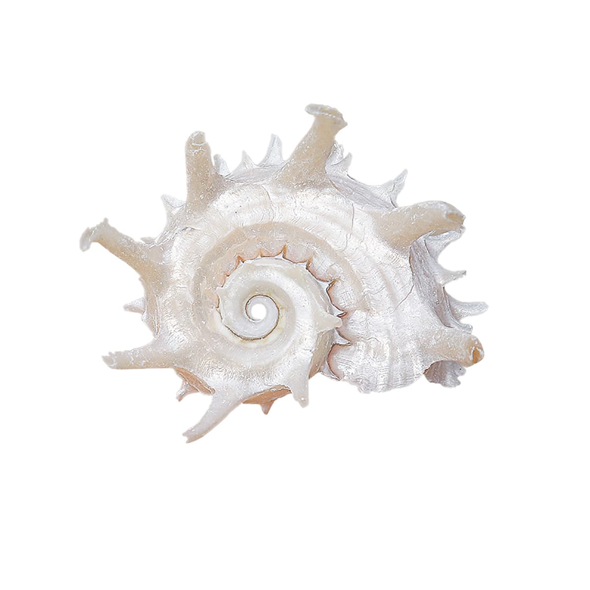 Amazon.co.jp: 天然サザエ殻、海洋貝殻、 天然千手巻貝の巻貝、巨大な