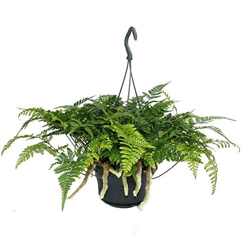 farn herrenhausen Grannen-Schildfarn 'Herrenhausen' - Polystichum setiferum herrenhausen