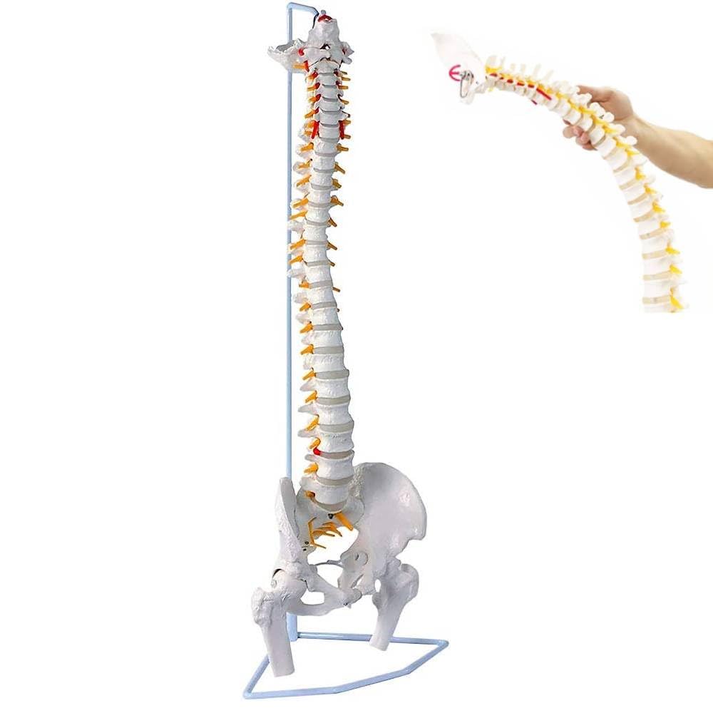 Amazon.co.jp: UPstore 実物大 脊髄骨盤模型 90cm 背骨 脊柱模型 1/1  