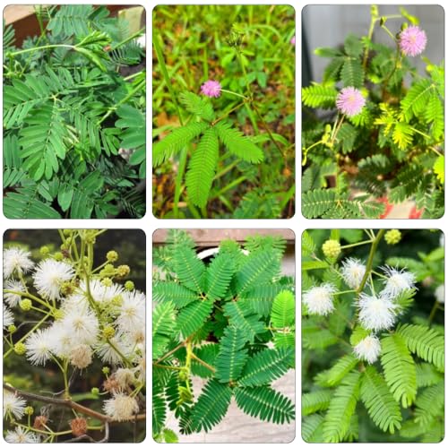 Sensitive Plant Seeds, Versatile Foliage Herb, Garden Layout, Casual Gardening, Potted Ornament Seed 250pcs