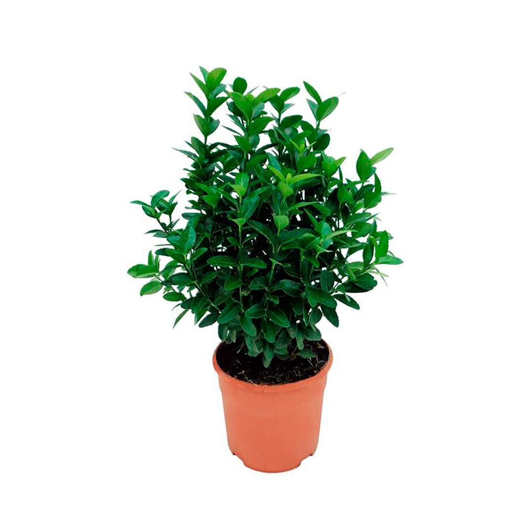 Verdecora Euonymus Japonicus | Evonimus, Evonimo, Bonetero de Japón | Planta Arbusto natural de exterior (Maceta 5L)