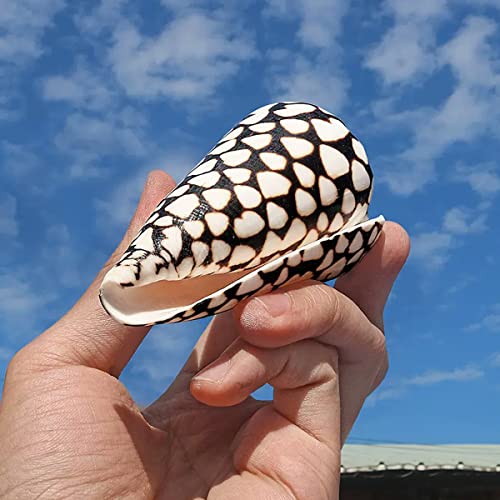 Concha marina coleccionable exótica Murex de 8-9 cm un regalo natural único 2