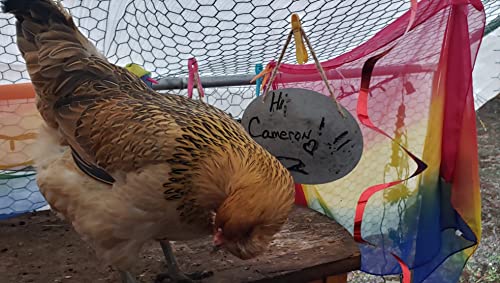 MYSTIC CHICKS! Visit the world's best fortune telling chickens(that we know of)