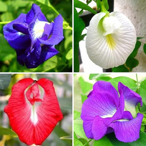 SREE Aparajita Seeds Mixed Color Pack Blue, Pink, White Double & Single Petals Aprajita Shankhpushpi Hybrid Butterfly Pea Seeds Medicinal Flower Plant Creeper Seeds For Home Gardening (Pack Of 20) (B0CVY247P2) Amazon Price History, Amazon Price Tracker