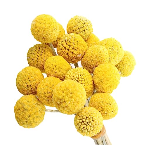 20 piezas flores secas decorativas Craspedia