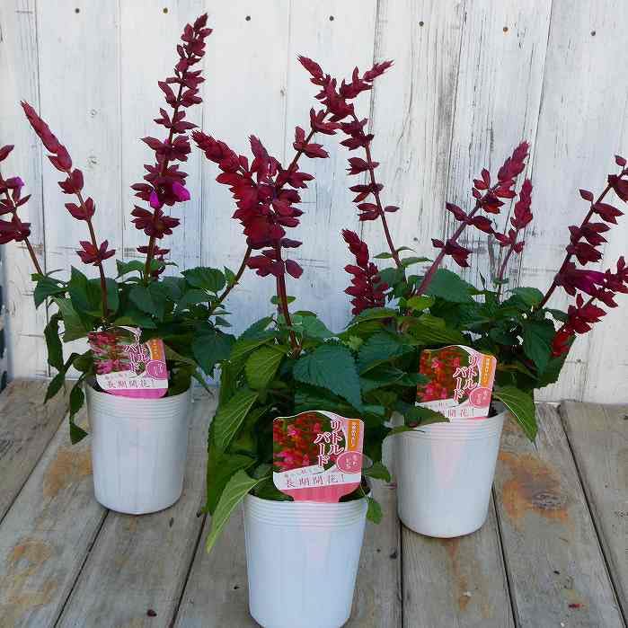 Amazon | 栄養系サルビア リトルバード ホットピンク 3.5号 宿根草