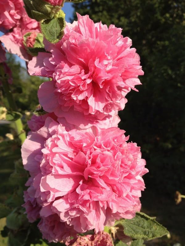 Ritz Farming® Poppy double flower seeds | Poppy dark peach flower seeds for Home pots | All Season Flowering seeds for Home And Gardening pack of 20 seeds (B0CCVRSRXY) Amazon Price History, Amazon Price Tracker