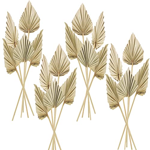 Cenkaiyang 20 Pcs Boho Dried Palm Spears Leaves