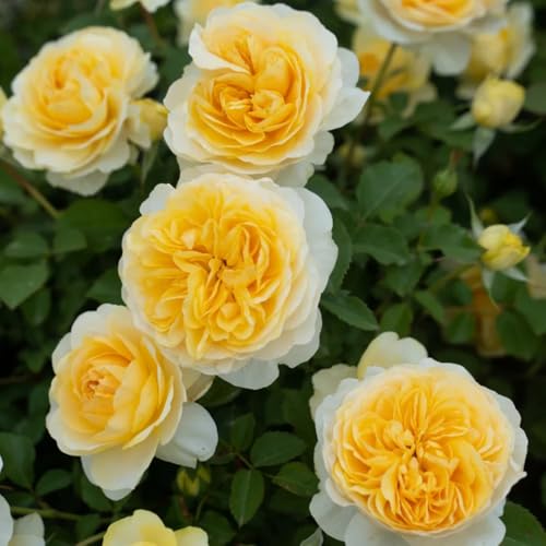 Semillas de rosal, Rosa chinensis, plantas raras, semillas de flores silvestres Las rosas trepadoras compran semillas, semillas de cobertura del suelo resistentes Las rosas trepadoras 100pcs