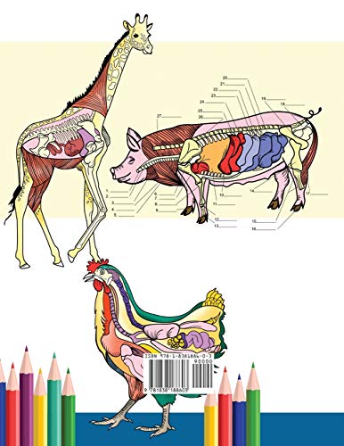 Veterinary Anatomy Coloring Book: Animals Physiology Self-Quiz Color Workbook for Studying and Relaxation | Perfect gift For Vet Students and even Adults - Image 2