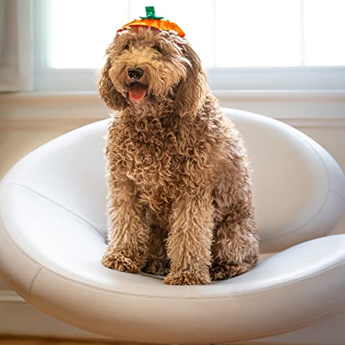 Disfraz bandana calabaza para perro Midlee Halloween miniatura 2
