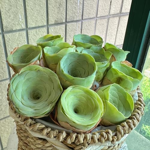 SukkulentenSamen, balkonpflanzen exotische pflegeleichte zimmerpflanzen alte sorten wohnzimmer deko 160pcs