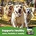 Probiotics for Dogs - Dog Probiotics with 5 Enzymes & 4 Prebiotics for Itchy Skin, Pet Probiotics lab for Digestion & Gut Support, Helps Diarrhea, Yeast Infection, Allergies & Immune System -180 Chews