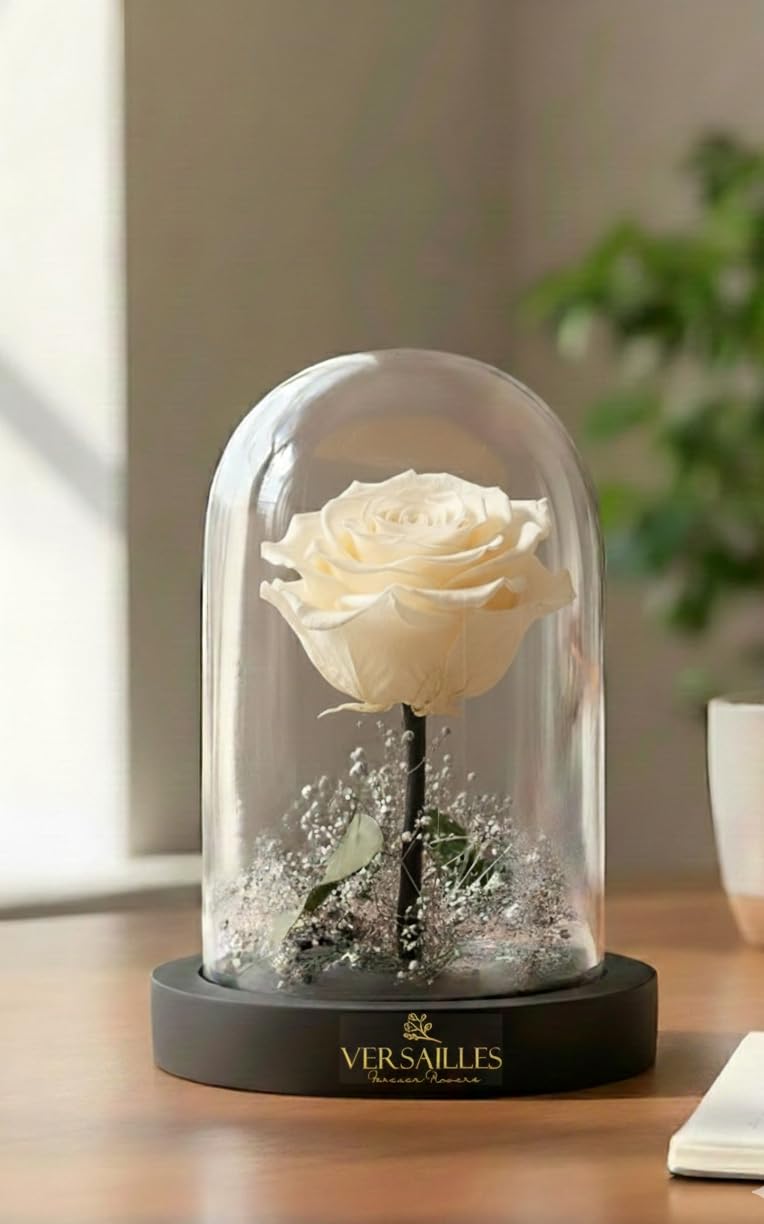 Versailles Preserved White Rose in Glass Dome | Black Wooden Base with Silver Gypso | Long Lasting Infinity Rose Anniversary, Birthday or Valentine’s Day-image-5