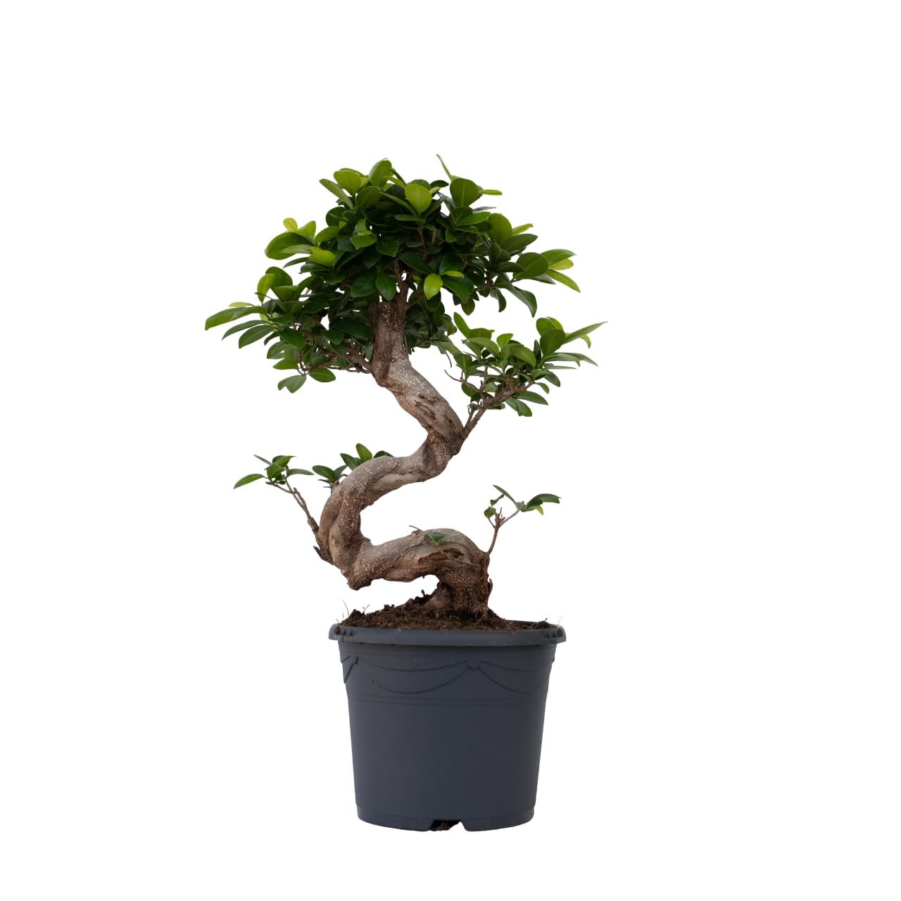 Plant in a Box - Ficus Ginseng S-Shape - Bonsai - Japański Bonsai - Doniczka 20cm - Wysokość 55-65cm