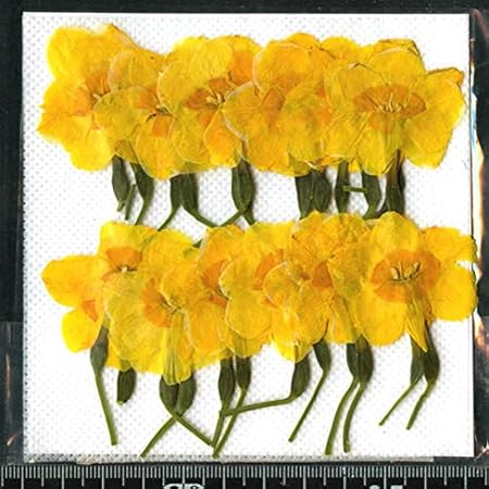 Amazon Co Jp 押し花パック 押し花素材材料 水仙 黄色茎付き２４輪入り ホーム キッチン