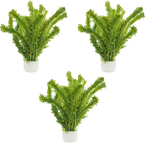 Anacharis Egeria Densa Bundle