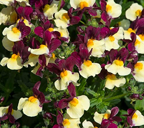 South Eastern HorticulturalNemesia Aroma Heart of Gold Summer Garden/Basket Plug Plants Pack x6