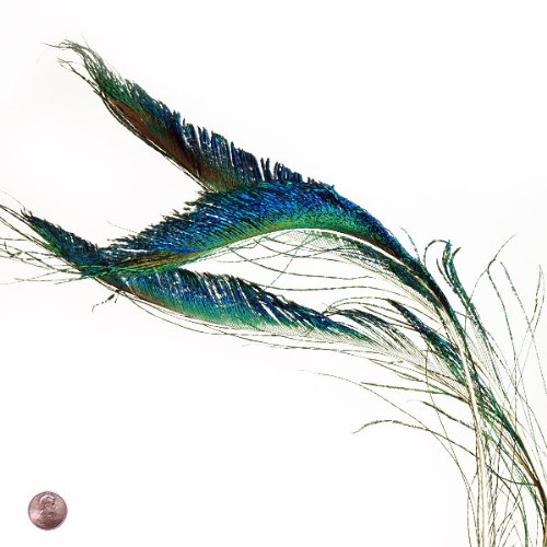 Peacock Sword Feather (10 Per Pack)