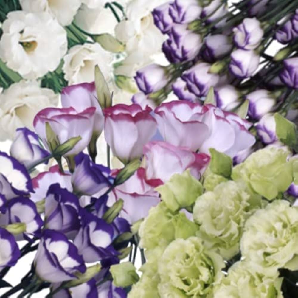 あおトルコキキョウ　トルコギキョウ苗 Amazon.co.jp: トルコキキョウ ミックス 1ポットに3芽入っています