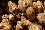 Jerusalem Artichoke Tubers Sunroot Sunchoke Natural Organic Tubers Produce 1 lb