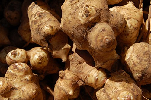 Jerusalem Artichoke Tubers Sunroot Sunchoke Natural Organic Tubers Produce 1 lb by Greenhouse PCA