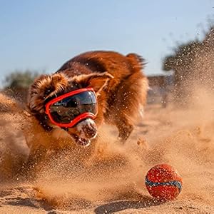 Rex Specs V2 Dog Goggles (Medium, Bandit Orange)