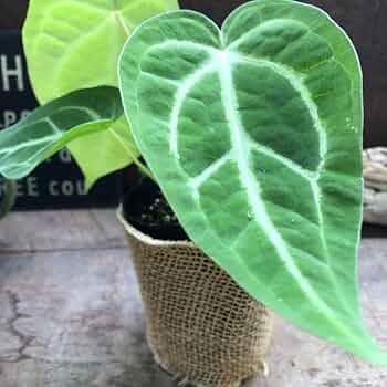 Amazon｜アンスリウム マグニフィカム 観葉植物 ガーデニング