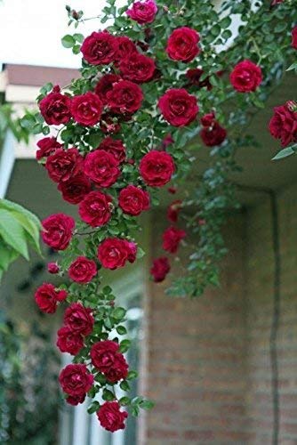 PlantaZee Super Climbing Rose Red Flower Plant with Pot (B09G71BKBZ) Amazon Price History, Amazon Price Tracker