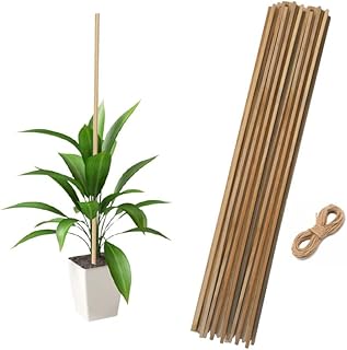 EXALT® 2 feet Premium Natural Teak Wood Plant Support Sticks - Garden Sticks for Straightening Training and Supporting Plants - Strong and Durable Solution for Healthy Growth (15 pcs)