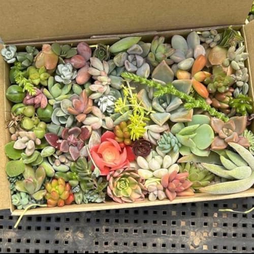 多肉植物 寄せ植え セット」の人気商品一覧 | 安い商品を通販サイト